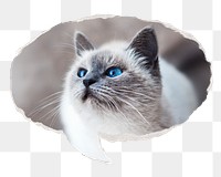 Ragdoll cat png pet sticker, ripped paper speech bubble, transparent background