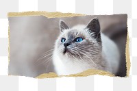 Ragdoll cat png pet sticker, ripped paper, transparent background