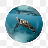 Sea turtle png sticker, animal in. circle frame, transparent background