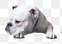 PNG A white bulldog, collage element, transparent background