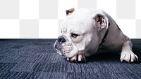 PNG A white bulldog, collage element, transparent background