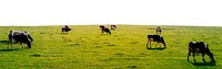 Cow ranch png border, transparent background