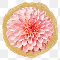 Pink flower png sticker, ripped paper, transparent background