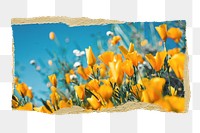 Yellow tulip png field, Spring sticker, ripped paper, transparent background