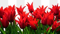 Tulip png border sticker, nature on transparent background