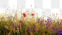 Flower field png border sticker, nature on transparent background