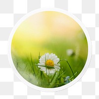 White daisy png Spring flower sticker, circle frame, transparent background