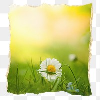 White daisy png Spring flower sticker, ripped paper, transparent background