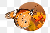 Monarch butterfly png badge sticker, insect photo, transparent background