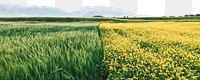 Agriculture fields png border, transparent background