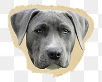 Weimaraner dog png ripped paper sticker, pet animal graphic, transparent background