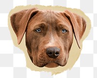 Weimaraner dog png ripped paper sticker, pet animal graphic, transparent background