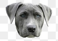 Weimaraner dog png sticker, pet animal image on transparent background