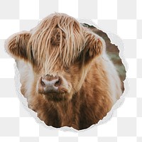 Highland cow png sticker, photo in ripped paper badge, transparent background