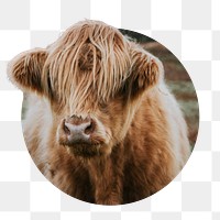 Highland cow png sticker, photo in ripped paper badge, transparent background