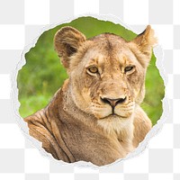 Lioness png sticker, wild animal photo in ripped paper badge, transparent background