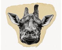 Giraffe head png ripped paper sticker, wild animal graphic, transparent background