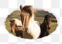Icelandic horses png sticker, animal photo in ripped paper badge, transparent background
