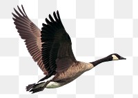 Flying goose png sticker, animal image, transparent background