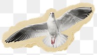 Flying gull png sticker, bird ripped paper, transparent background