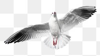 Flying gull png sticker, bird transparent background