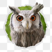 Owl png sticker, wildlife photo in ripped paper badge, transparent background