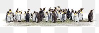 Penguins png sticker, animal, transparent background