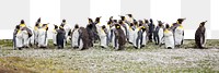 Penguins png border sticker, animal, transparent background