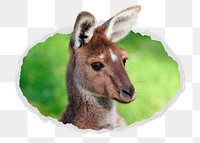 Kangaroo head png sticker, safari animal photo in ripped paper badge, transparent background