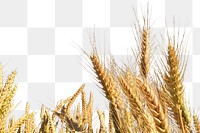 Wheat field png border sticker, nature on transparent background