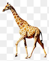 Giraffe png sticker, wild animal transparent background