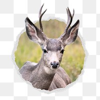 Png black tailed deer sticker, wildlife photo in ripped paper badge, transparent background