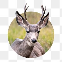 Png black tailed deer sticker, wildlife photo badge, transparent background