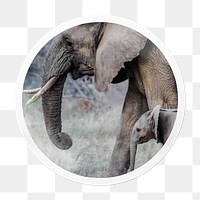 Png mother and baby elephants sticker, animal in circle frame, transparent background