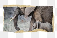 Png mother and baby elephants, animal sticker, ripped paper, transparent background