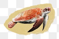 Sea turtle png ripped paper sticker, animal, environment graphic, transparent background