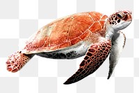 Sea turtle png sticker, animal, environment image on transparent background