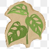 Aesthetic leaf branch png sticker, ripped paper, transparent background