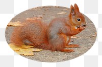 Squirrel png sticker, cute wildlife photo badge, transparent background