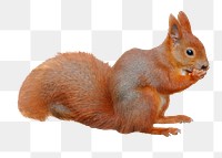 Squirrel png sticker, cute wildlife, transparent background