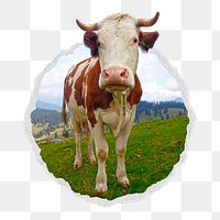 Cow png sticker, cattle animal in ripped paper badge, transparent background