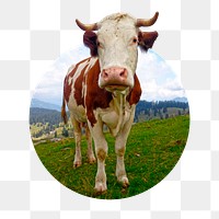 Cow png sticker, cattle animal badge, transparent background