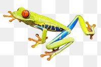 Red-eyed tree png frog sticker, animal image, transparent background