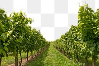 Vineyard png border, transparent background