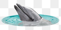 Dolphin png sticker, animal, transparent background