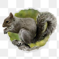 Squirrel png sticker, cute wildlife photo in ripped paper badge, transparent background