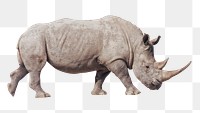 Rhino png sticker, wildlife photo, transparent background