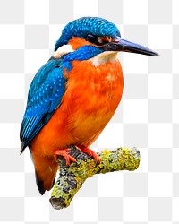 Kingfisher bird png sticker, animal image on transparent background