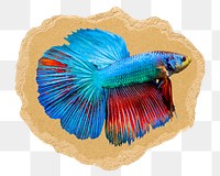 Siamese fighting fish png sticker, ripped paper, transparent background