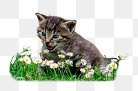 Kitten png flower field sticker, animal, transparent background